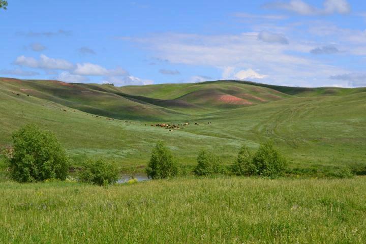 Оренбургскую Область Купить Недорого
