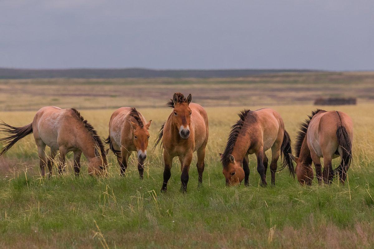 Экологическая тропа «Дыхание степи»